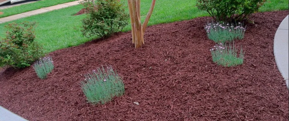 Mulch in a landscape bed in Lake Norman, NC.