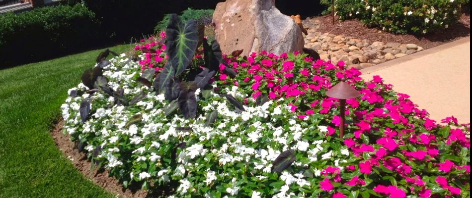 Annual flowers in a landscape bed in Charlotte, NC.