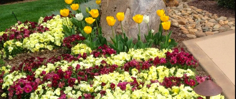 Annual flowers on a landscape bed.