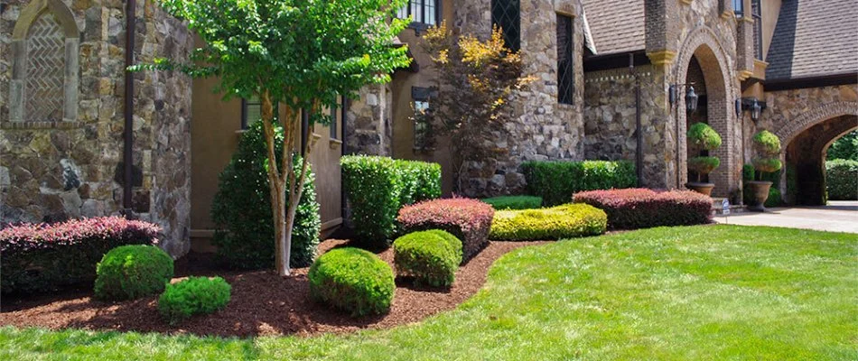 Beautiful plants in a landscape bed in Charlotte, NC.