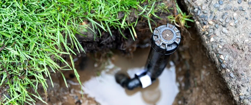 Broken sprinkler head near grass with a puddle in Charlotte, NC.