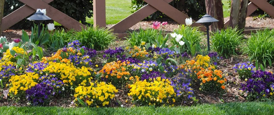 Colorful annual flowers in a landscape bed in Allen, NC.