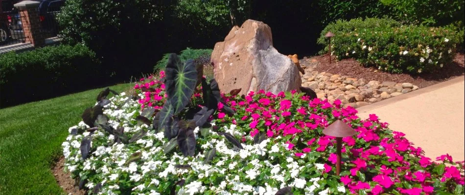 Flowers in a landscape bed in North Carolina.