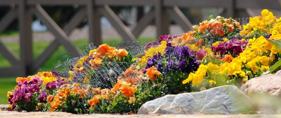 Colorful flowers in a landscape in Charlotte, NC.