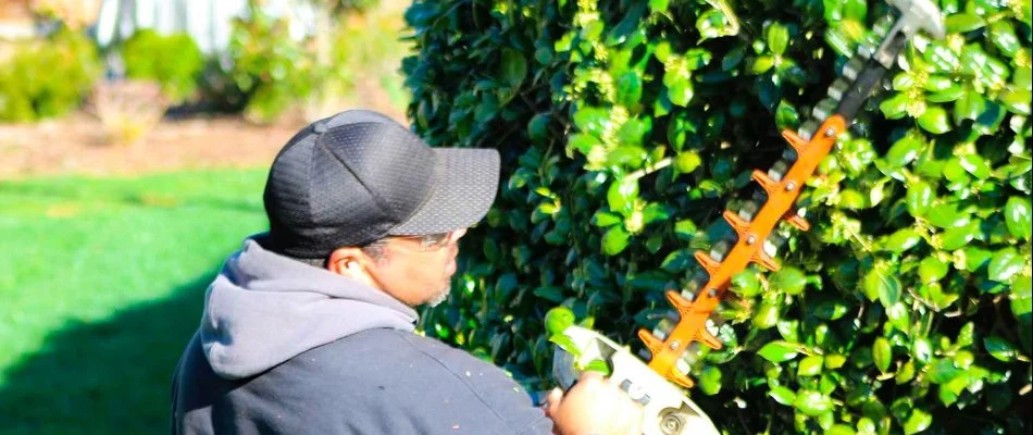 Crew trimming a shrub in Fort Mill, SC.