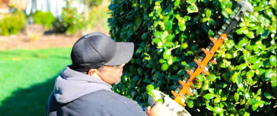 Crew trimming overgrown shrub.