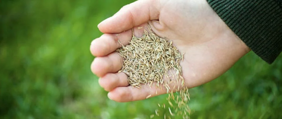 Sowing grass seeds for overseeding.