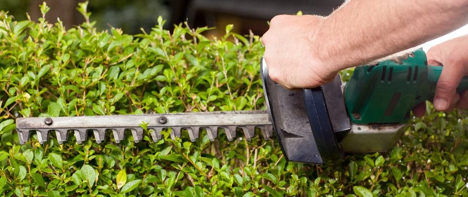 Trimming a hedge in Charlotte, NC.