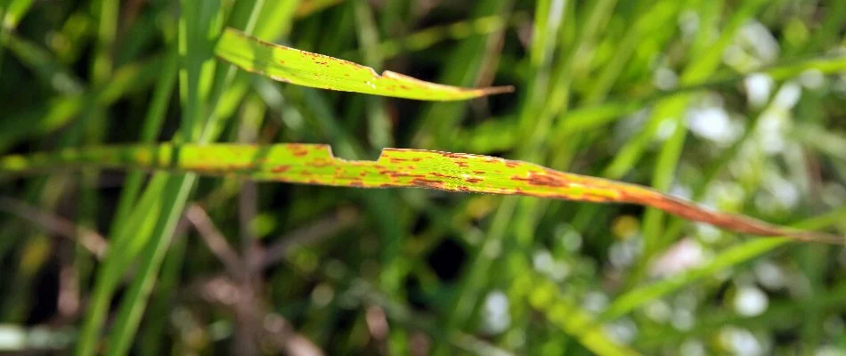 Helminthosporium lawn disease.