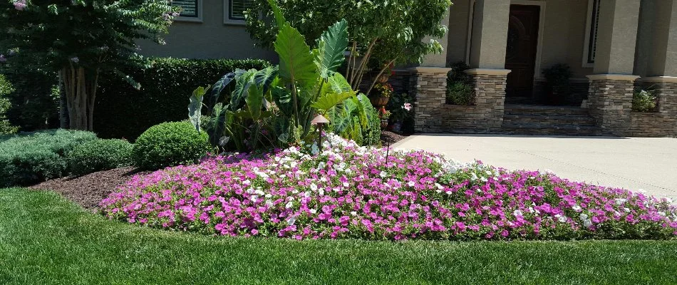 Colorful plants in a landscape bed in Charlotte, NC.