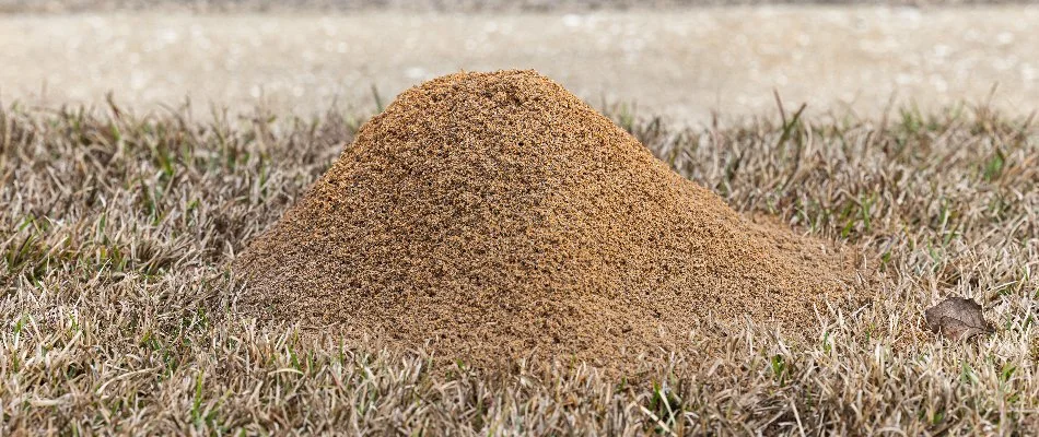 Large fire ant mound on a brown lawn in Charlotte, NC.