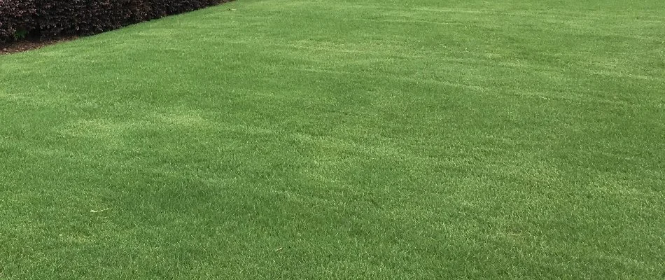 Healthy, dense lawn at a home in Kannapolis, NC.