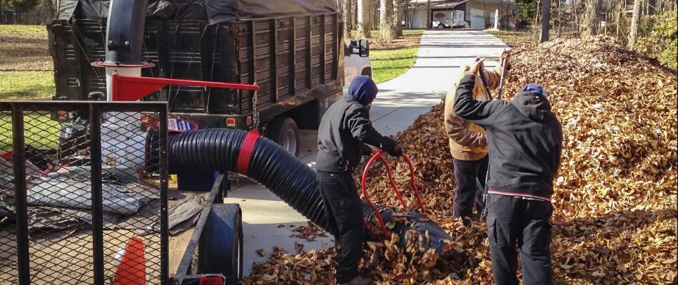 Leaf cleanup service being executed.