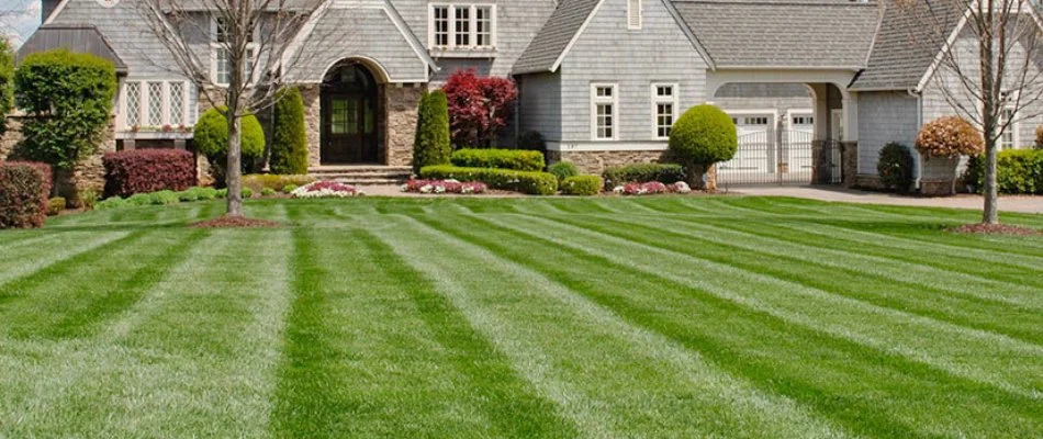 Newly mowed green grass in Marvin, NC, near some shrubs.