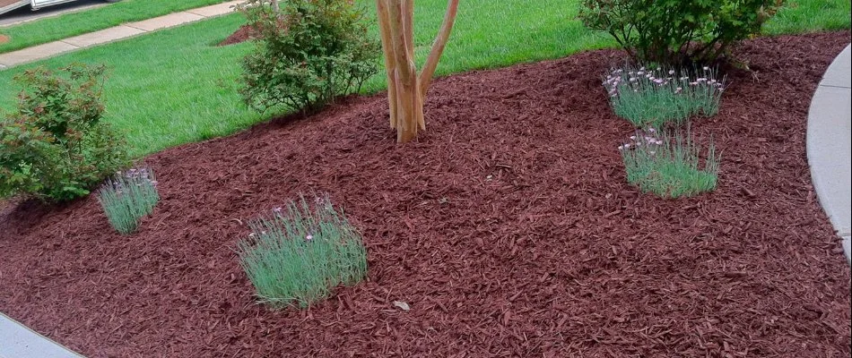 Fresh mulch in a landscape bed in Charlotte, NC.