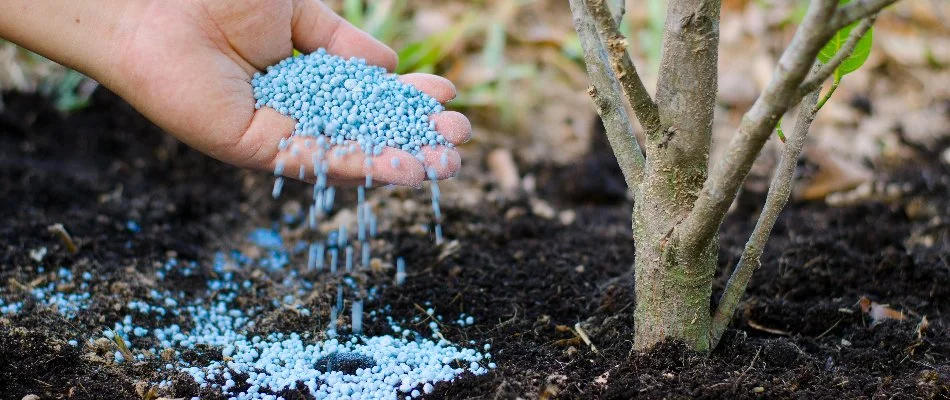 Fertilizer treatment being applied around the base of a tree.