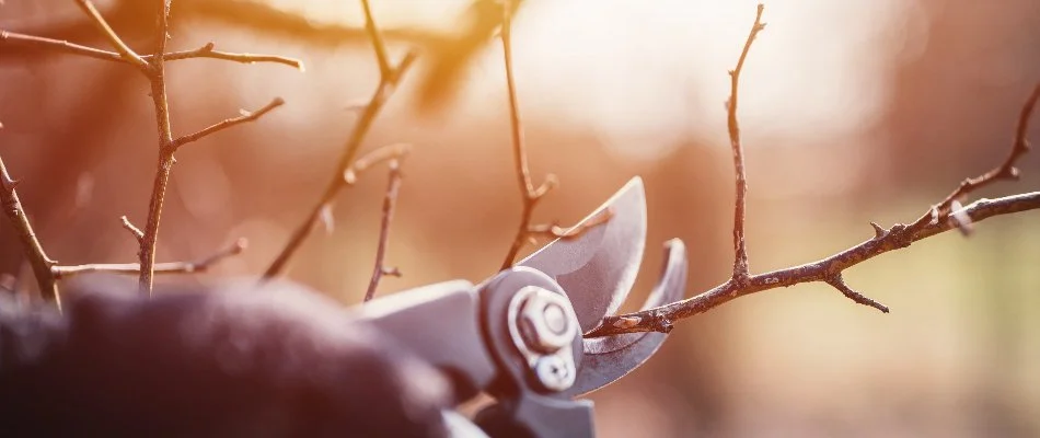 Worker pruning a plant in the winter in Charlotte, NC.