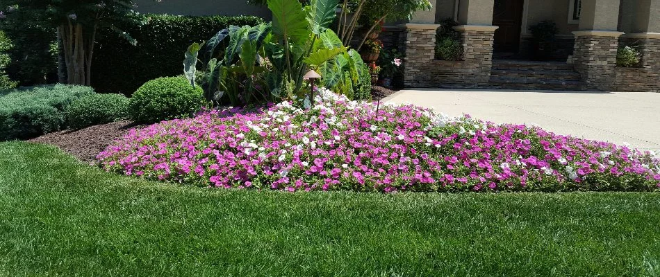 Purple and white annual flowers in a landscape in Lake Wylie, SC.