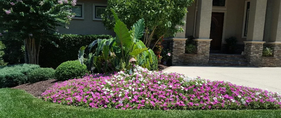 Purple flowers and trees in a front landscape in Indian Trail, NC.