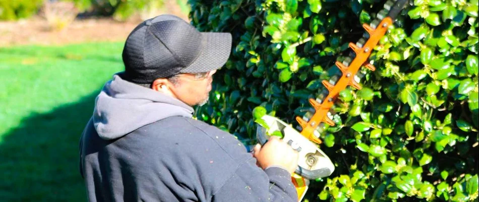Employee running a hedge trimmer.