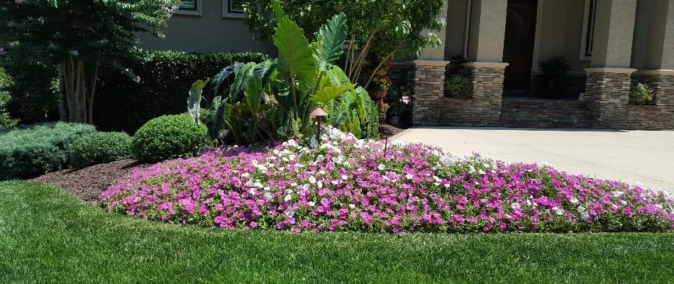Shrubs and colorful flowers on a landscape near grass in Mint Hill, NC.