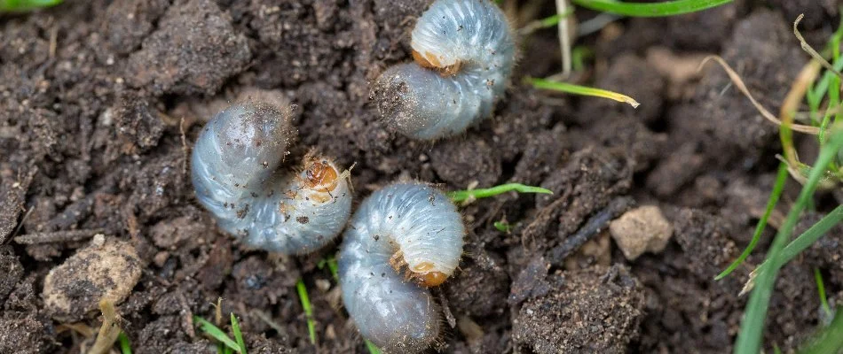 Grubs in the soil on a lawn in Lake Norman, NC.