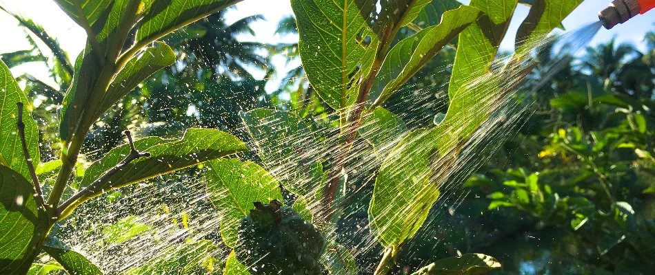 Insect control treatment being applied to plants.