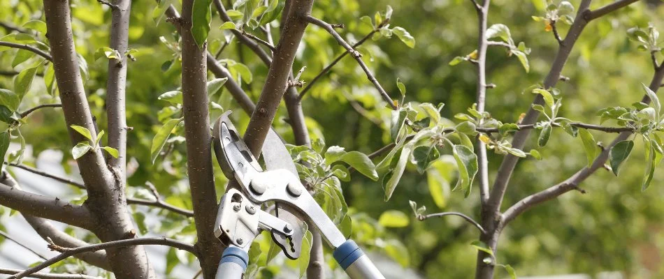 Tree in Lake Norman, NC, being trimmed.