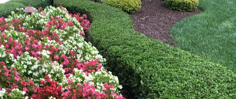 Trimmed hedges and annual flowers in Baxter Village, SC.