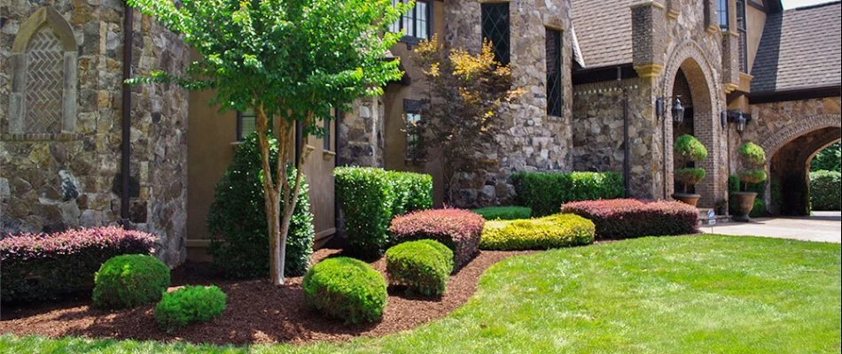 Trimmed plants in front of a house in Hemby Bridge, NC.
