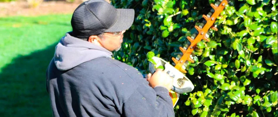 Worker trimming shrubs on a property in Charlotte, NC.