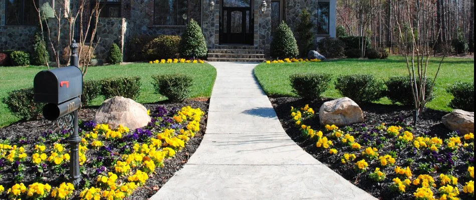 Yellow annual flowers and green grass along a walkway in Huntersville, NC.
