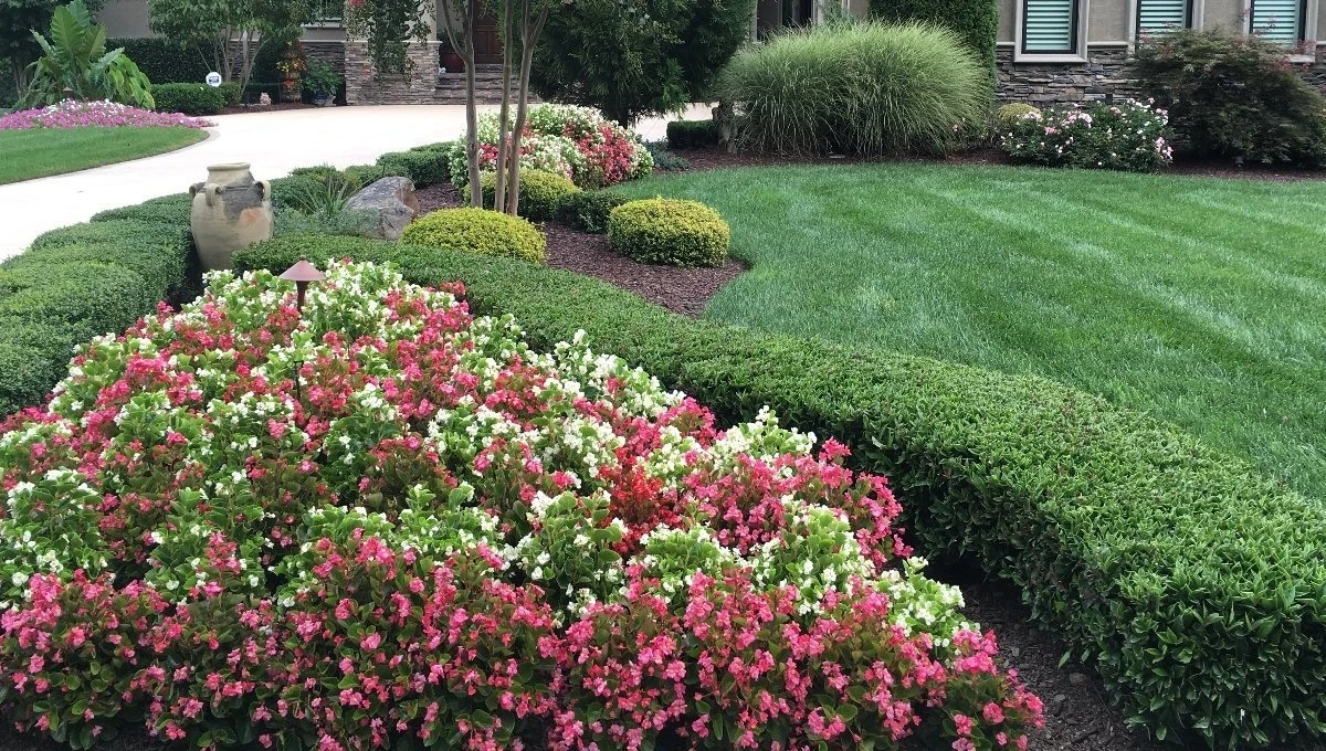 Annual flowers planted along a ficus hedge at a home in Concord, NC.
