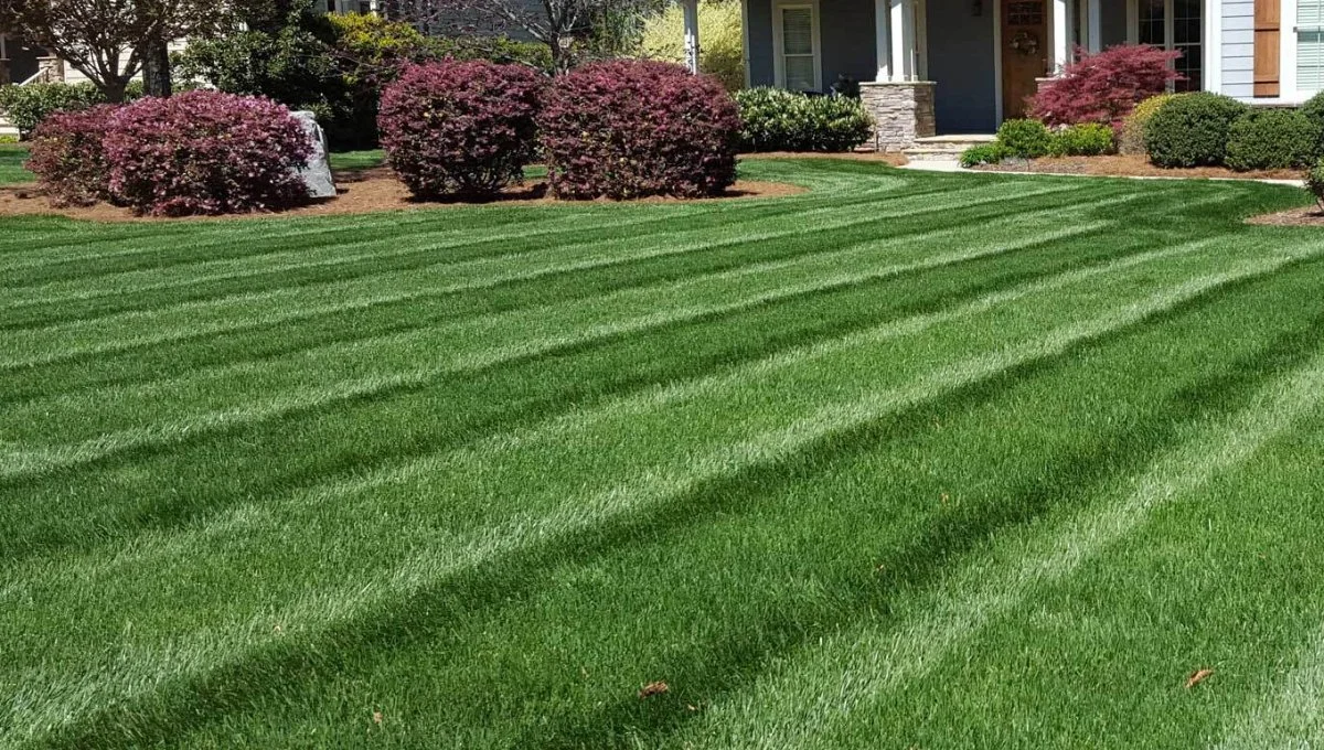 Dark green thick grass after lawn care services in Lake Norman, NC.