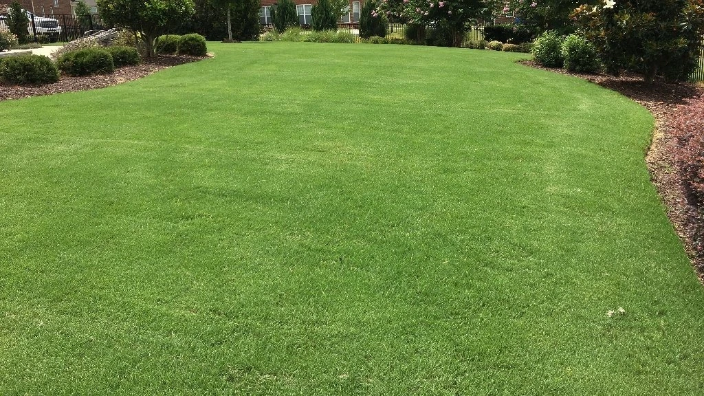 Thick grass in Waxhaw, NC yard that has been fertilized.